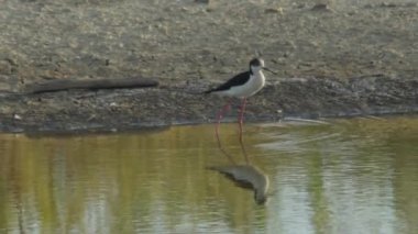 Nehrin kıyısında siyah kanatlı stilt. Himantopus himantopus