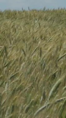 Rüzgarlı bir günde mısır gevreği tarlası. 4K Dikey