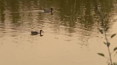 Gün batımında nehirde ördekler