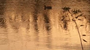 Gün batımında Mallard nehirde. Anas platyrhynchos
