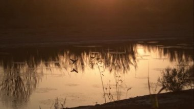 Vahşi ördekler ya da yaban ördekleri gün batımında nehre varırlar. Anas platyrhynchos