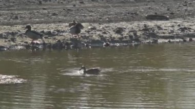 Nehir kıyısındaki yaban ördekleri ya da yaban ördekleri. Anas platyrhynchos