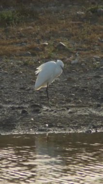 Büyük Akbalıkçıl, diğer adıyla Beyaz Balıkçıl, bir nehrin kıyısında.