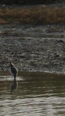 Siyah kanatlı stilt bir nehir kıyısında yürüyor ve yiyor