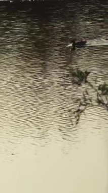 Vahşi ördek nehirde yüzüyor. Anas platyrhynchos. 4K Dikey