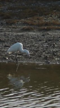 Beyaz balıkçıl, bir nehrin kıyısında. Ardea alba. 4K Dikey
