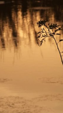 Gün batımında birlikte bir nehir ekeriz. 4K Dikey