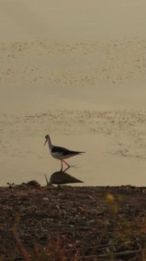 Nehrin kıyısında siyah kanatlı stilt. Himantopus himantopus. 4K Dikey