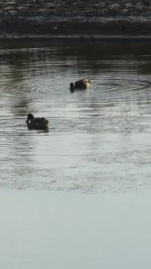Nehirdeki yaban ördekleri ya da yaban ördekleri. Anas platyrhynchos. 4K Dikey