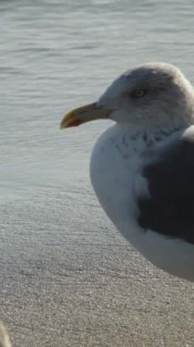 Akdeniz martısı bir plajın kıyısında. 4K Dikey