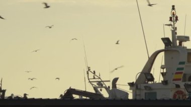 Gün batımında bir limanda martılar