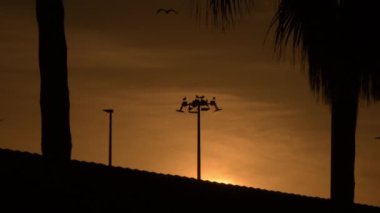 Sanayi bölgesinde martılar