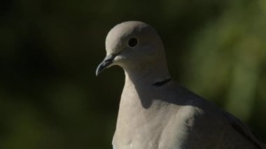 Parkta sıradan bir güvercin. Columba livia. Kapat.