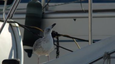 Güneşli bir sabah bir spor gemisinde martı.
