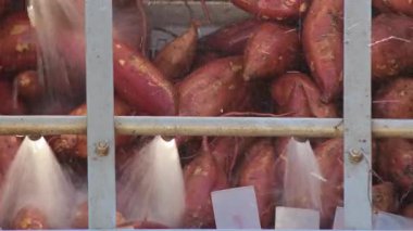 Endüstriyel tepside patates temizliyorum. Ipomoea Batatas