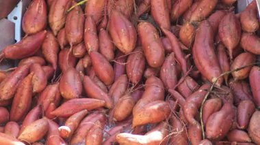 Endüstriyel tepside ıslak patatesler. Ipomoea Batatas