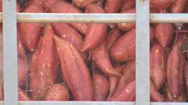 Endüstriyel tepside suyla temizlenmiş tatlı patates. Ipomoea Batatas