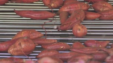 Tatlı patatesli sanayi hattı. Ipomoea Batatas