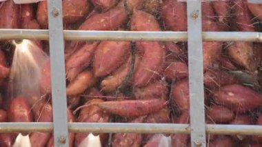 Endüstriyel temizlik, tepsilerle ve tatlı patateslerle. Ipomoea Batatas