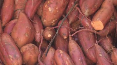 Az önce hasat edilen sanayi bölgesinde tatlı patates temizliği. Ipomoea Batatas