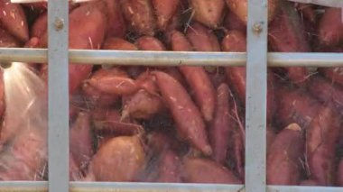 Tatlı patatesler endüstriyel bir manipülasyon ve ambalaj hattında temizleniyor.