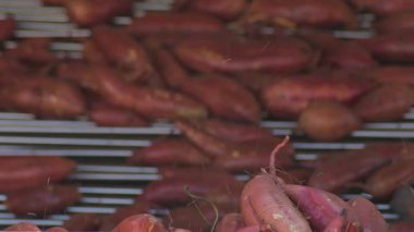 Endüstriyel manipülasyon ve ambalajda tatlı patatesler