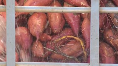 Tatlı patatesler endüstriyel temizlik hattında toplandı. Ipomoea Batatas