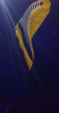 Banner Ireland Silahları. 4K dikey. Döngü