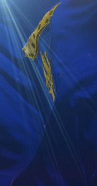 Agrigento bayrağı, İtalya. 4K dikey. Döngü