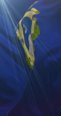 Sahip Carrara 'nın bayrağı, İtalya. 4K dikey. Döngü