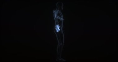 Leğen kemiği insan vücudunda. Röntgen. Döngü