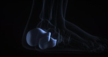 İnsan vücudunda Calcaneus kemikleri. Röntgen. Döngü