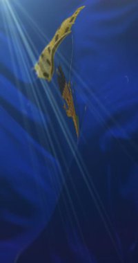 La Spezia bayrağı, İtalya. 4K dikey. Döngü