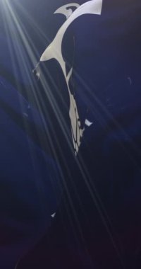 Tottenham Hotspur 'un mavi bayrağı. İngiltere 'nin döngüsü. 4K dikey. 11/04/2025