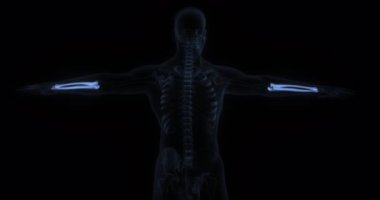 Yarıçap ve Ulna insan vücudunda. Röntgen. Döngü