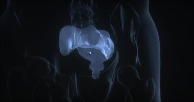 İnsan vücudunda Sacrum kemiği. Röntgen. Döngü