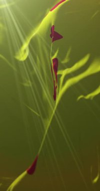 Gansu bayrağı, Çin. 4K dikey. Döngü