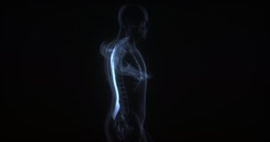 İnsan vücudunda Iliocostalis kası. Röntgen. Döngü