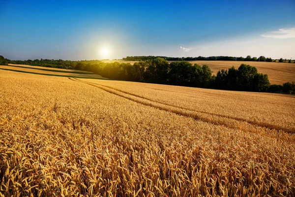Wheat Field Blue Sky Rich Harvest Theme Rural Landscape Ripe — Stock Fotó