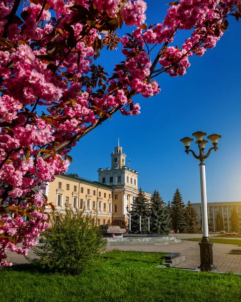 Khmelnytskyi Ucrania Mayo 2023 Flores Cerezo Plaza Ciudad — Foto de Stock