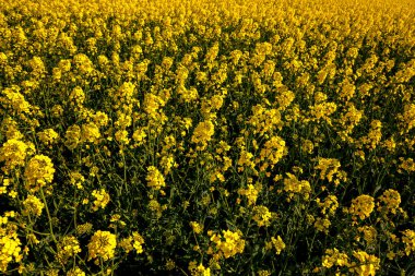 Güneşli bir günde Ukrayna 'nın açtığı kolza tohumu tarlası. Kolza tohumu ekimi