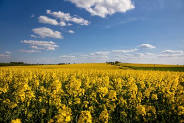 Tarlada sarı kolza tohumu tarlası ve beyaz bulutlu pitoresk gökyüzü. Çiçekli sarı kanola çiçeği çayırları. Ukrayna 'da kolza tohumu ekimi.