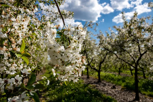 Blooming in an apple orchard on a spring day.