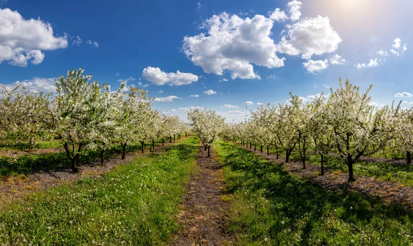 Blooming in an apple orchard on a spring day.