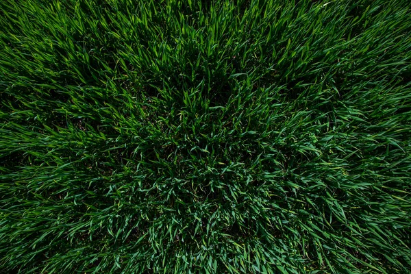 Tekstura Zielonej Trawy Wiosenny Dzień — Zdjęcie stockowe
