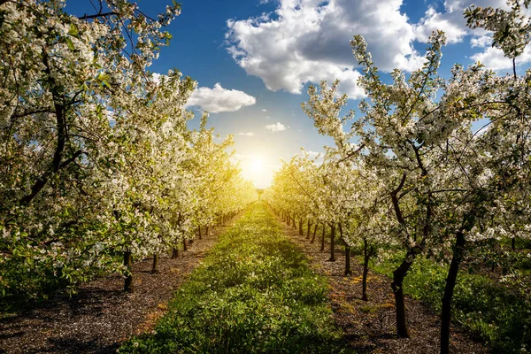 Bloeiend Een Appelboomgaard Een Lentedag Rechtenvrije Stockafbeeldingen