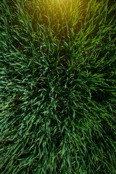 Textura Hierba Verde Día Primavera — Foto de Stock