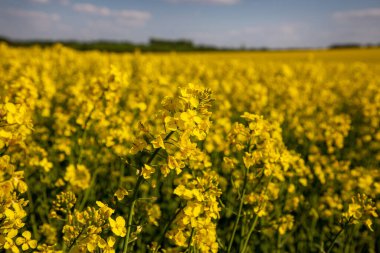 Tarlada sarı kolza tohumu tarlası ve beyaz bulutlu pitoresk gökyüzü. Çiçekli sarı kanola çiçeği çayırları. Ukrayna 'da kolza tohumu ekimi.