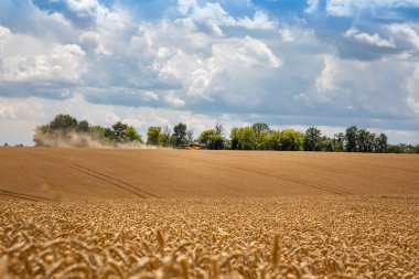 Mavi gökyüzünün altındaki buğday tarlası. Zengin hasat teması. Olgun altın buğdaylı kırsal alan. Dünyadaki küresel tahıl sorunu..