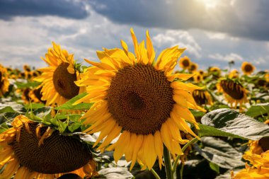 Ayçiçeği tarlaları ve mavi gökyüzü bulutları Arka plan. Ayçiçeği tarlaları açık güneşli bir günde doğal arka planda şekillenmiş desenler..